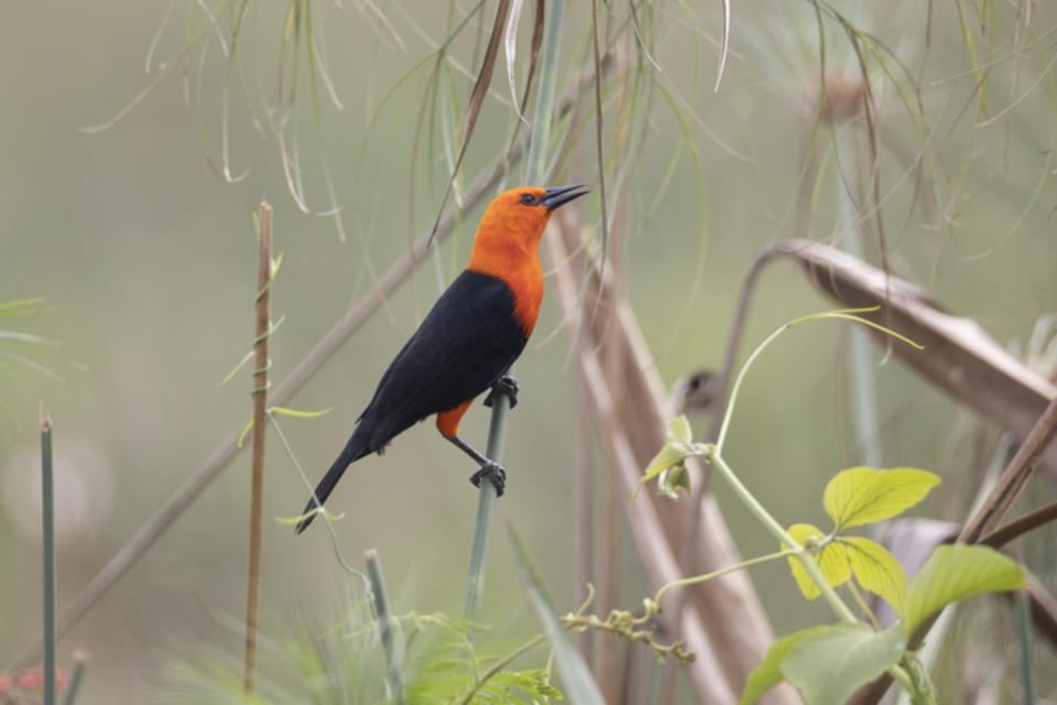 26Scarlet-Headed Blackbird.jpg