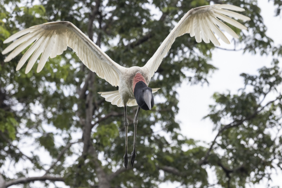 29Jabiru.jpg