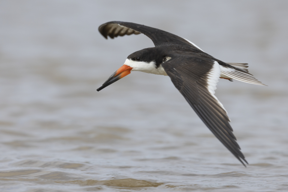 31Black Skimmer.jpg