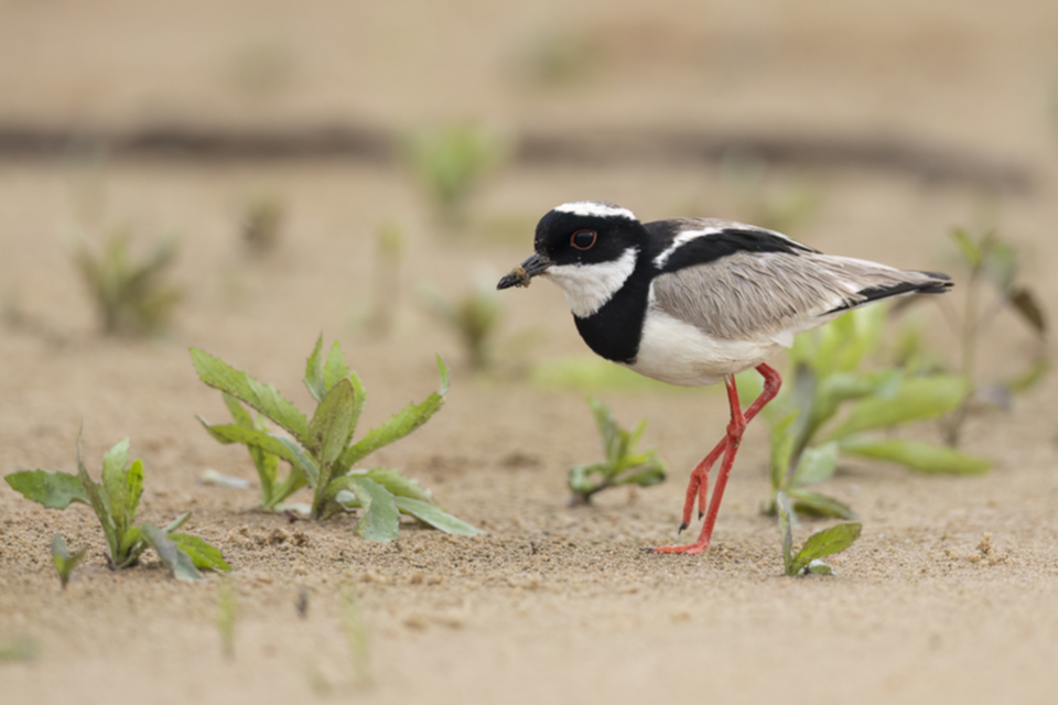 32Pied Plover.jpg