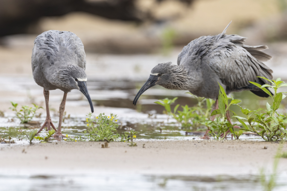 41Plumbeous Ibis.jpg