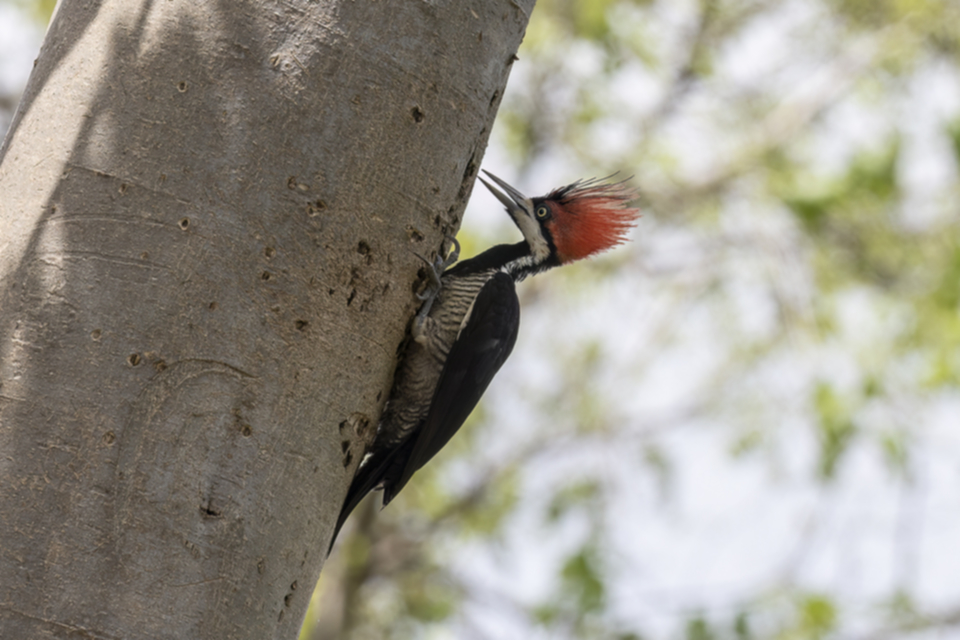 42Crimson-crested Woodpecker.jpg