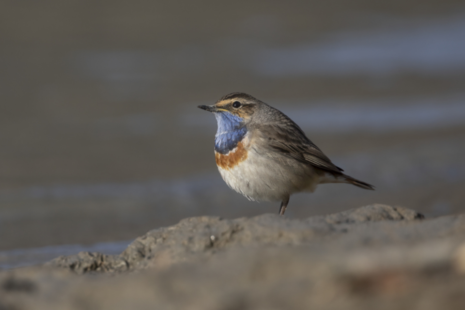 12Blaukehlchen.jpg