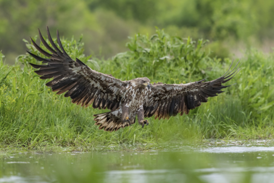 18Seeadler.jpg 18Seeadler.jpg