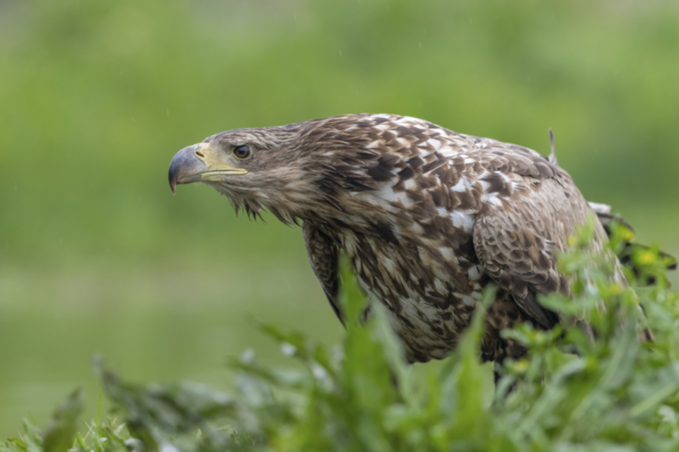 19Seeadler.jpg 19Seeadler.jpg