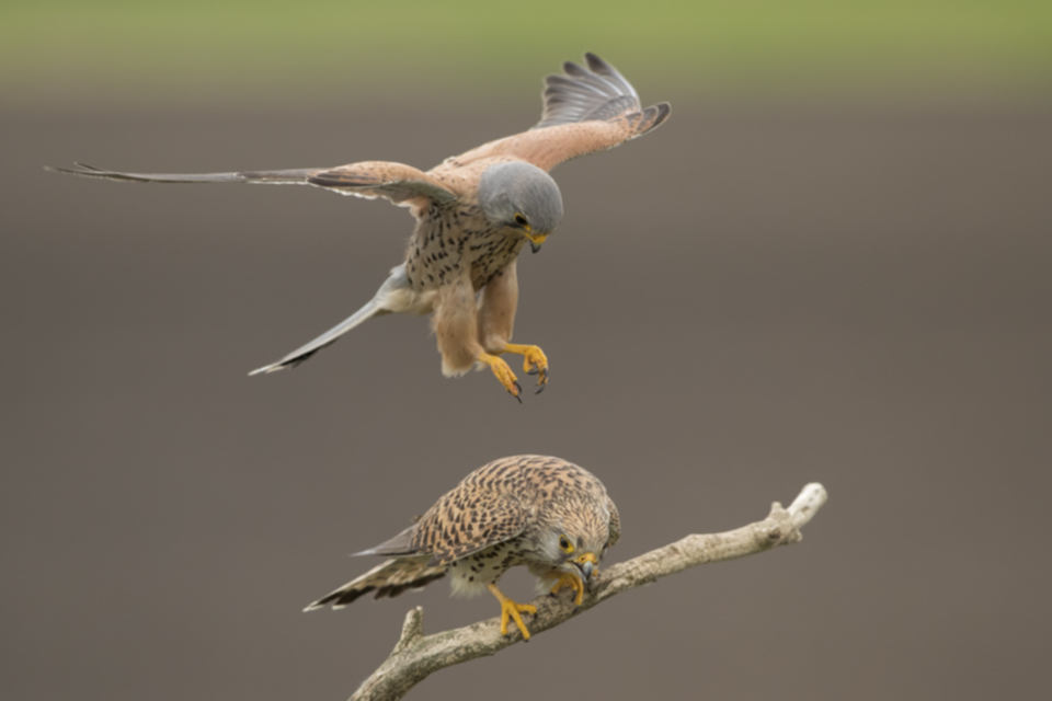 30Turmfalke.jpg 30Turmfalke.jpg