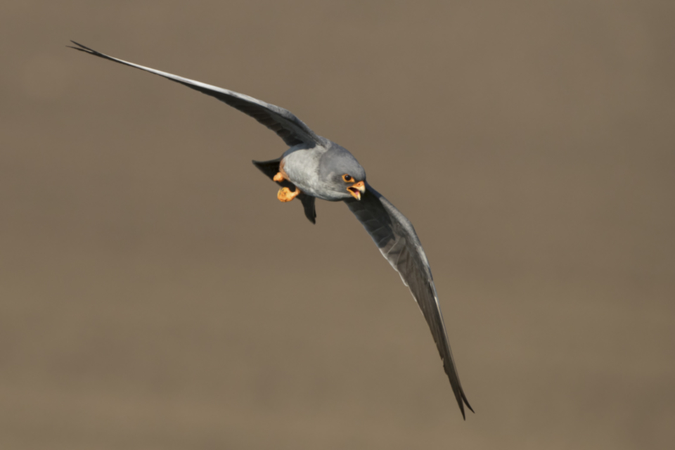 31Rotfussfalke.jpg 31Rotfussfalke.jpg