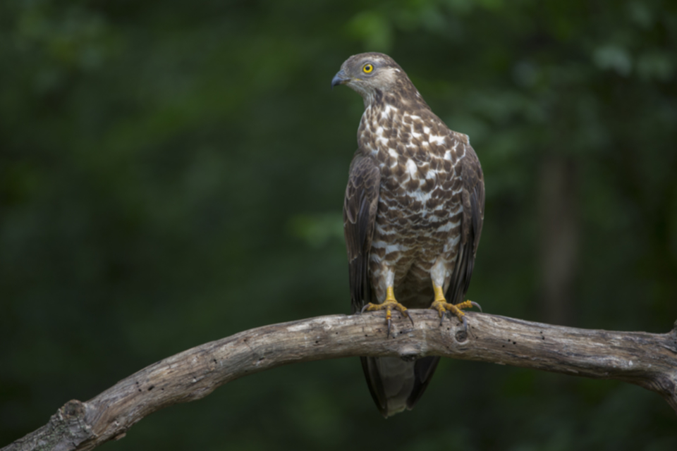 46Wespenbussard.jpg 46Wespenbussard.jpg