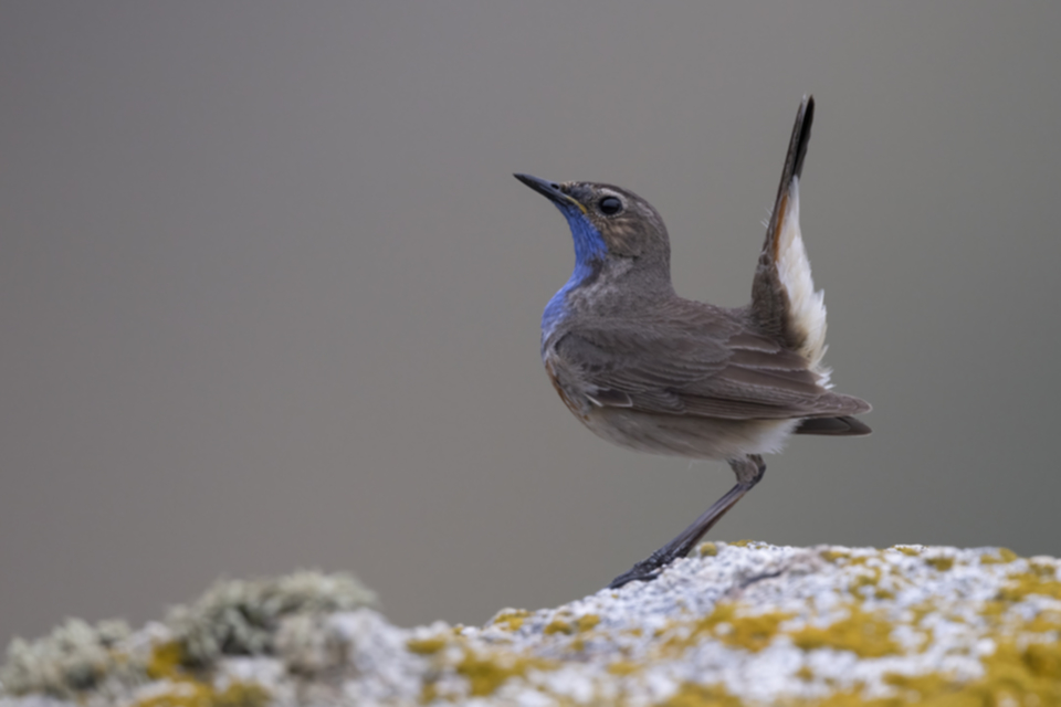 01Blaukehlchen.jpg