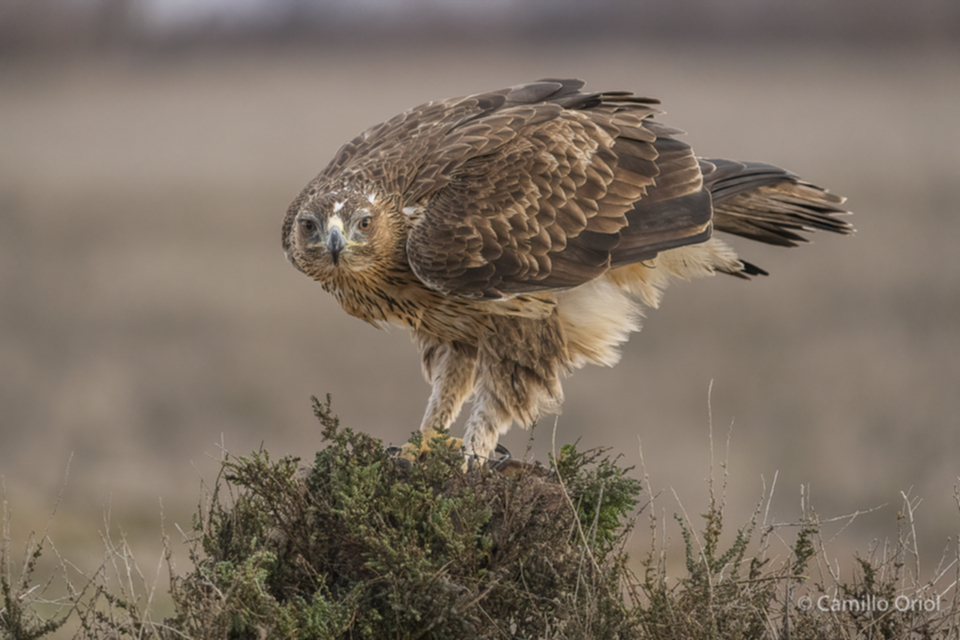 04Habichtsadler.jpg 04Habichtsadler.jpg