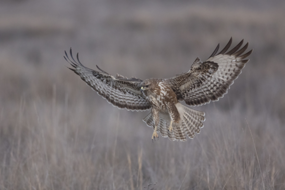 Mäusebussard