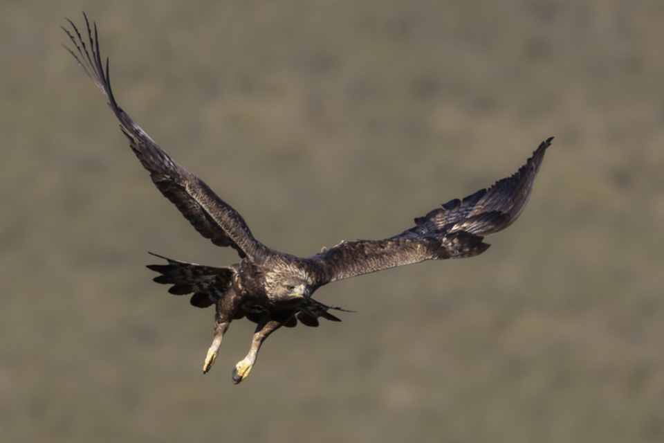 20Steinadler.jpg 20Steinadler.jpg