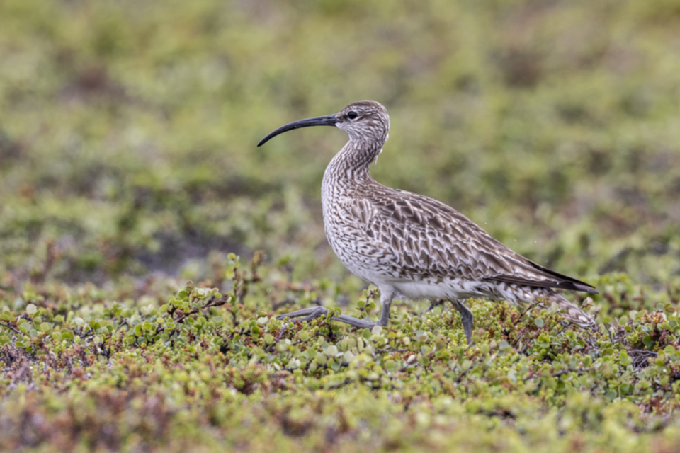 42Regenbrachvogel.jpg