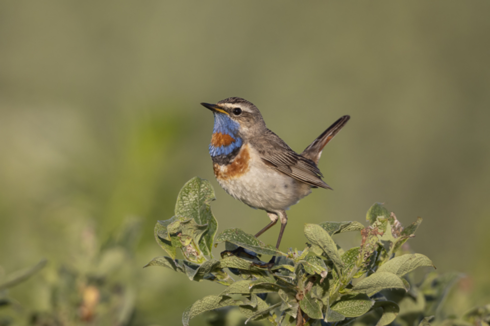 45Blaukehlchen.jpg