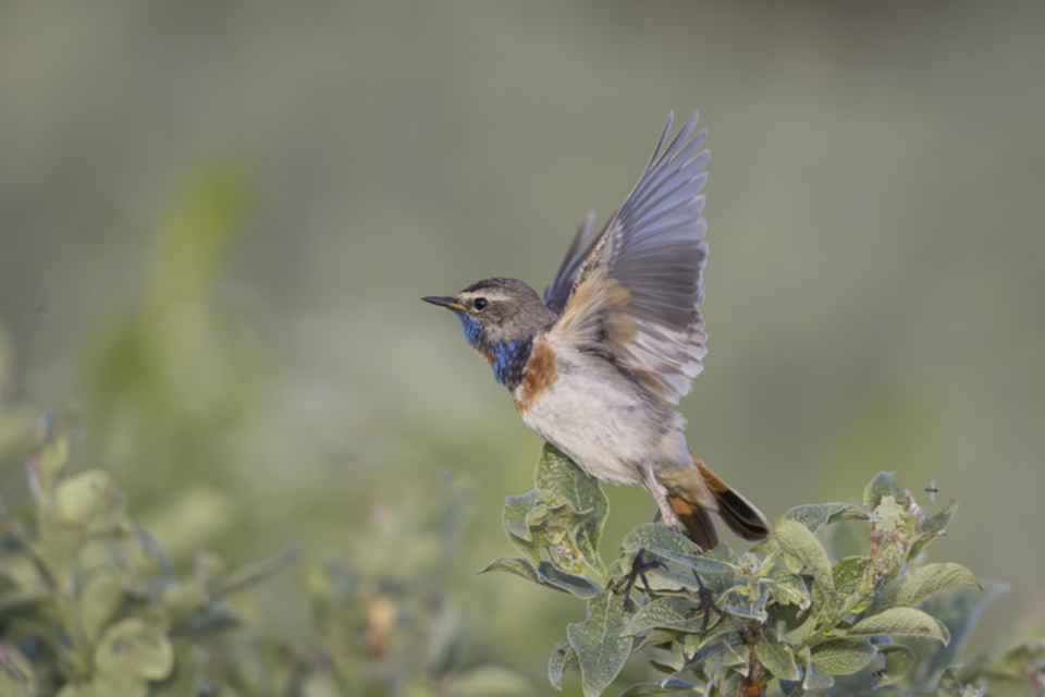 46Blaukehlchen.jpg