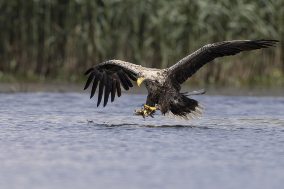 56Seeadler_1dm06qe8co5md.jpg 56Seeadler_1dm06qe8co5md.jpg