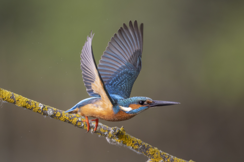 59Eisvogel.jpg 59Eisvogel.jpg