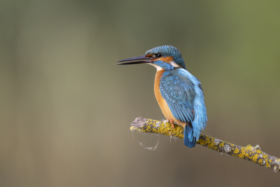 60Eisvogel_1e3g0p8u1tp32.jpg 60Eisvogel_1e3g0p8u1tp32.jpg