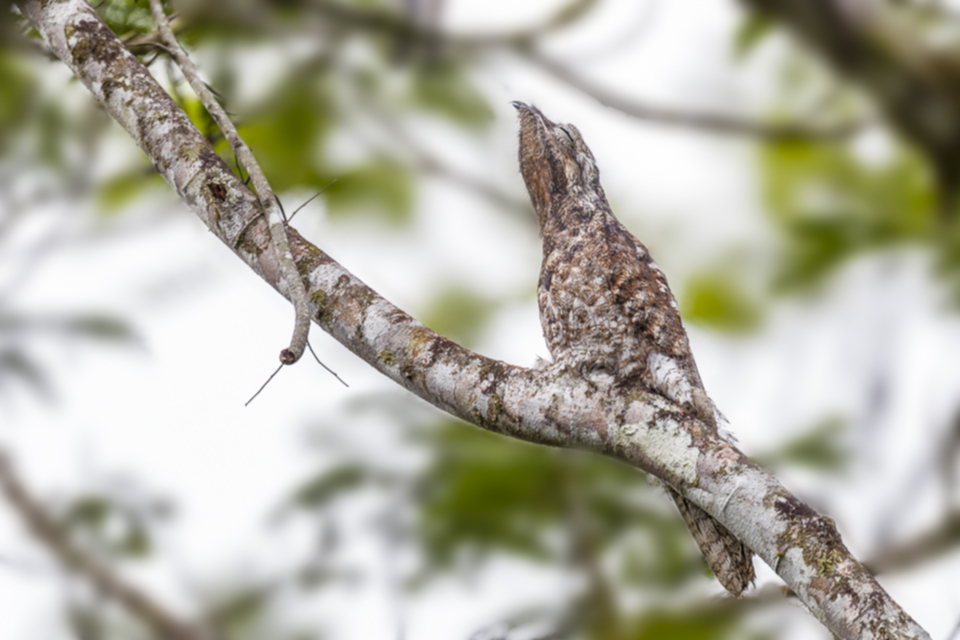 02Great Potoo.jpg