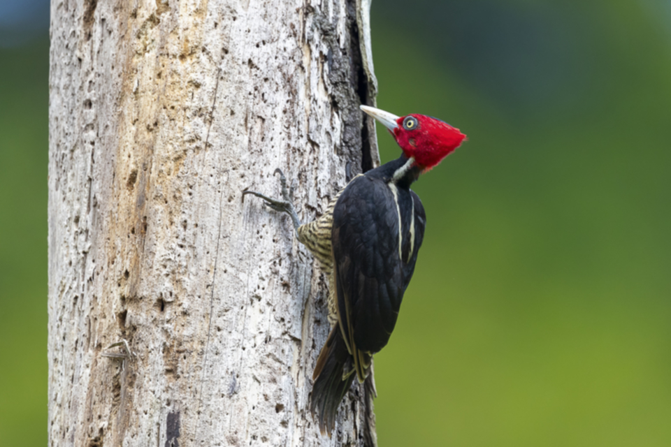 04Pale-billed Woodpecker.jpg 04Pale-billed Woodpecker.jpg