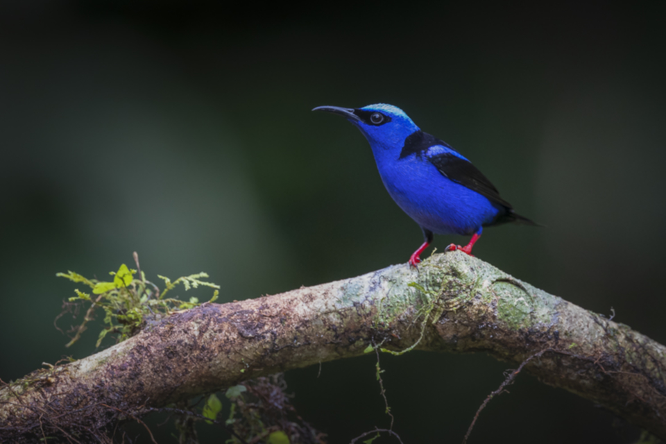 09Red-legged Honeycreeper Tuerkisnaschvogel.jpg 09Red-legged Honeycreeper Tuerkisnaschvogel.jpg