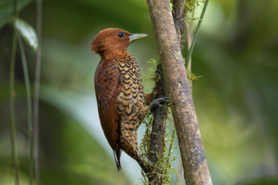 10Cinanamon Woodpecker.jpg 10Cinanamon Woodpecker.jpg