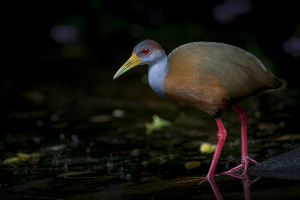 11Gray-necked Wood-Rail.jpg 11Gray-necked Wood-Rail.jpg