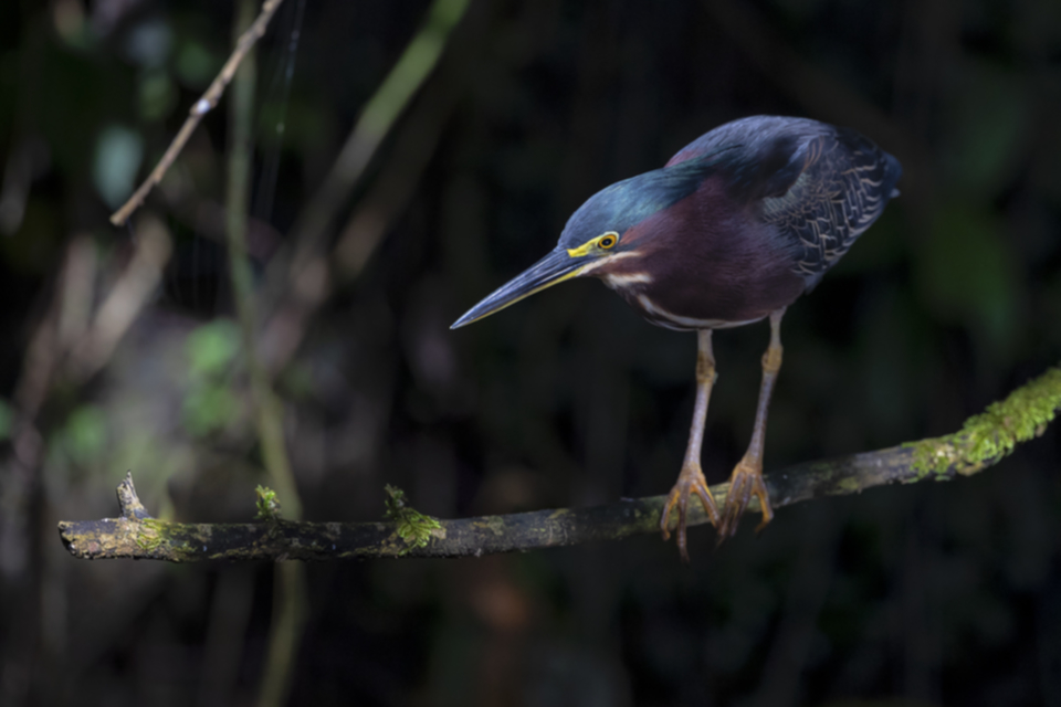 12Striated Heron.jpg 12Striated Heron.jpg