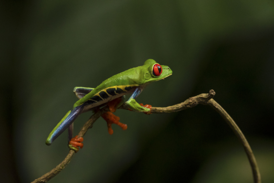 13Rotaugen Laubfrosch.jpg 13Rotaugen Laubfrosch.jpg