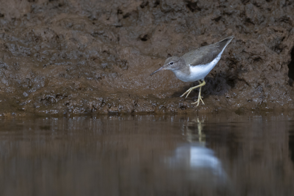 14Spotted Sandpiper.jpg 14Spotted Sandpiper.jpg