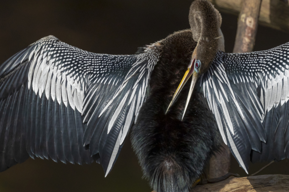 15Anhinga.jpg 15Anhinga.jpg
