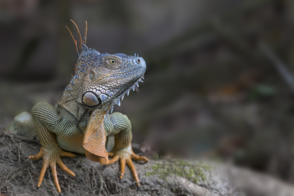 16Gruener Leguan.jpg 16Gruener Leguan.jpg