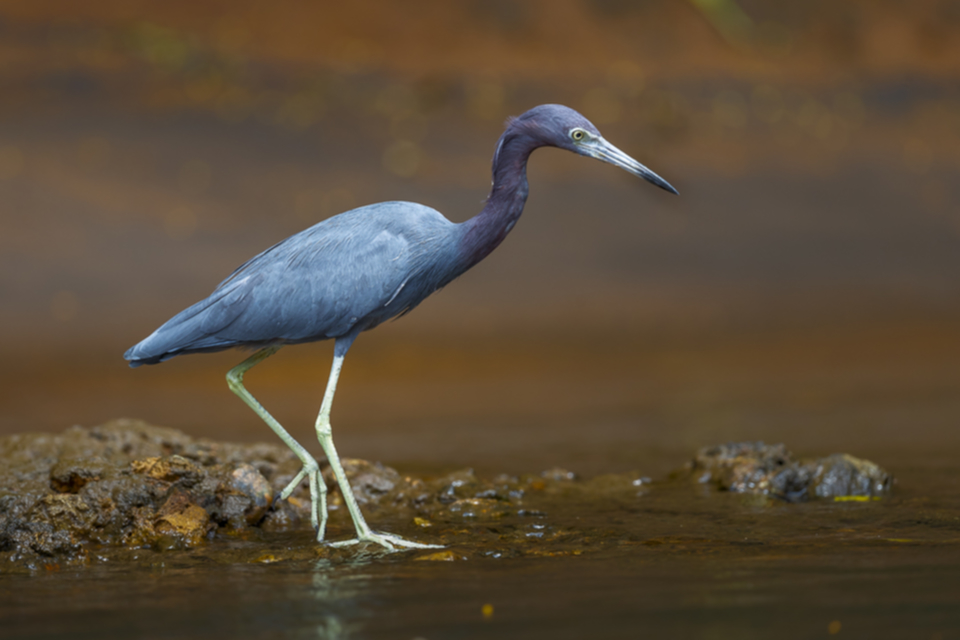 17Little Blue Heron.jpg 17Little Blue Heron.jpg