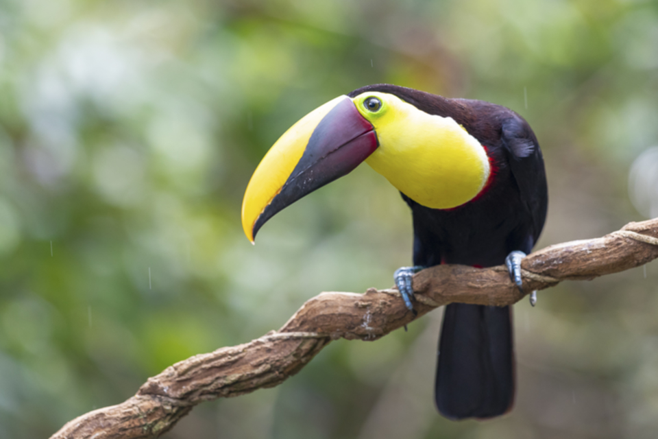 18Black-mandibled Toucan.jpg 18Black-mandibled Toucan.jpg