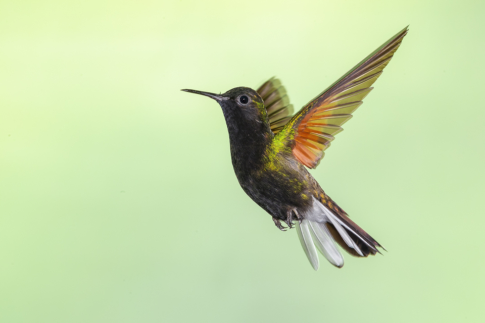 20Black-bellied Hummingbird.jpg 20Black-bellied Hummingbird.jpg