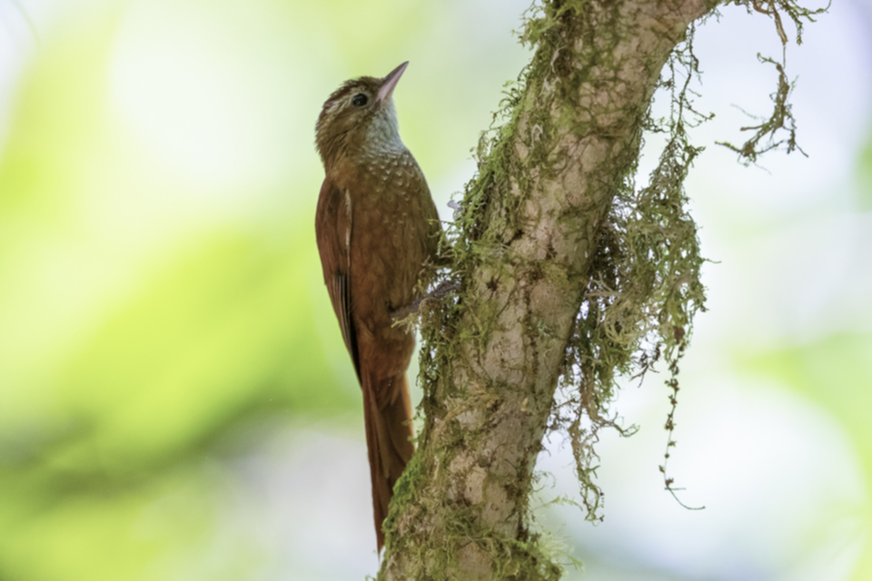 21Ruddy Treerunner.jpg 21Ruddy Treerunner.jpg
