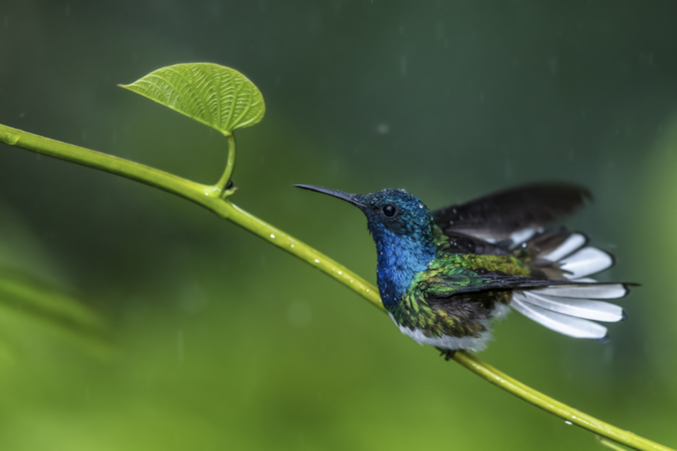 19White-necked Jacobin_1p5gtr9rzuy6j.jpg