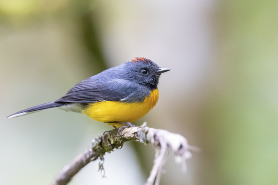 22Slate-throated Redstart.jpg 22Slate-throated Redstart.jpg