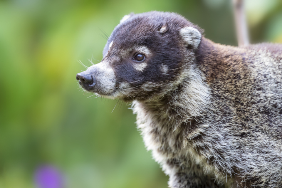 23Coati.jpg 23Coati.jpg