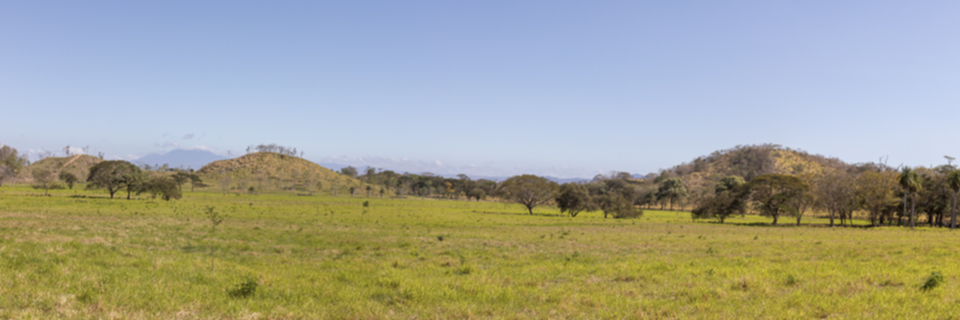 24Guanacaste Trockenwald.jpg 24Guanacaste Trockenwald.jpg