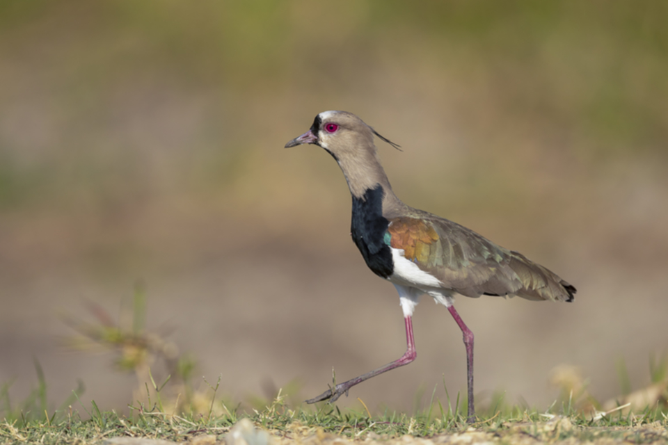 25Southern Lapwing.jpg 25Southern Lapwing.jpg