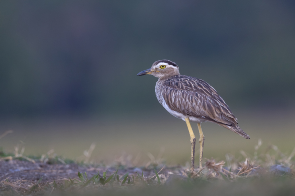 26Double-striped Thick-knee.jpg