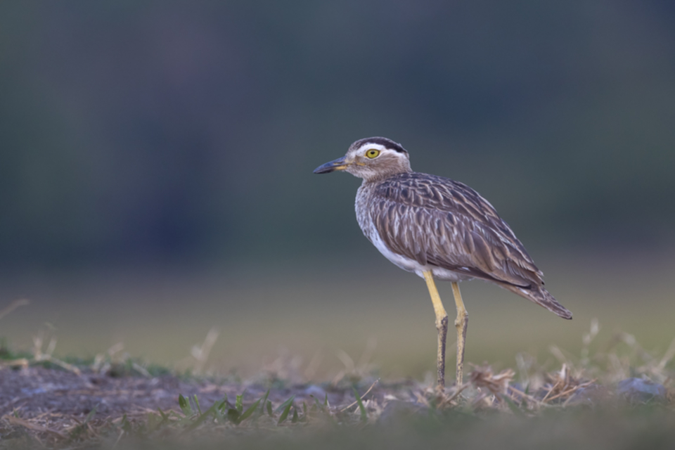 26Double-striped Thick-knee.jpg 26Double-striped Thick-knee.jpg