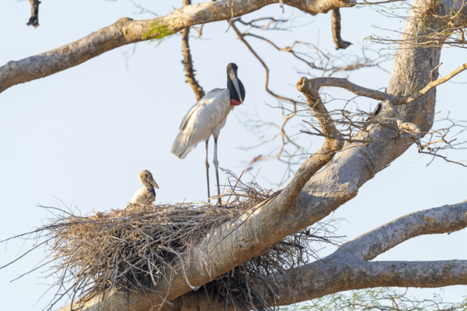 28Jabiru.jpg 28Jabiru.jpg
