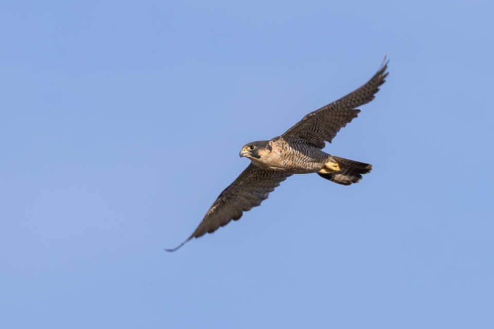 29Peregrine Falcon.jpg 29Peregrine Falcon.jpg