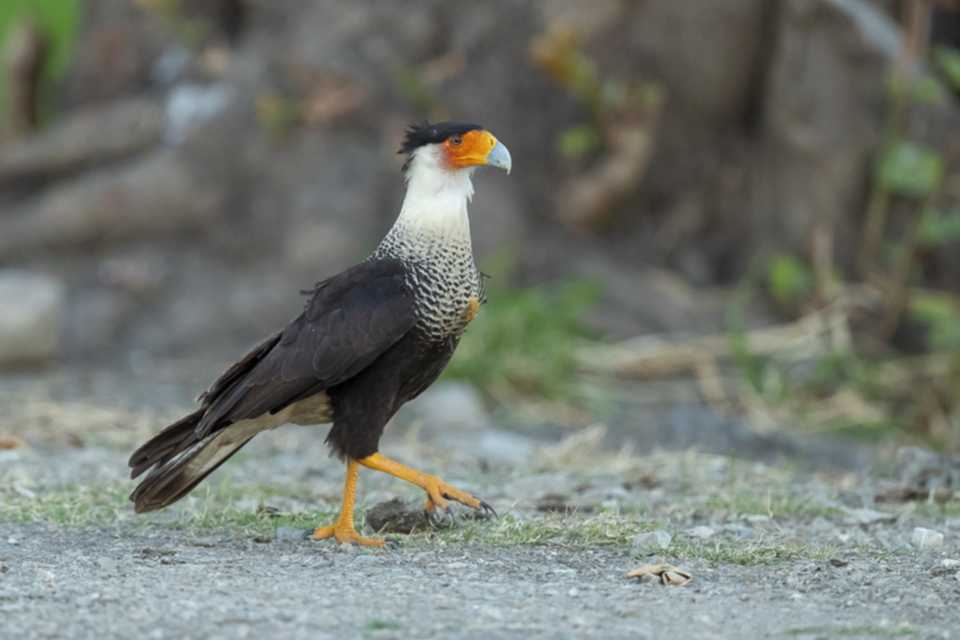 30Crested Caracara.jpg 30Crested Caracara.jpg