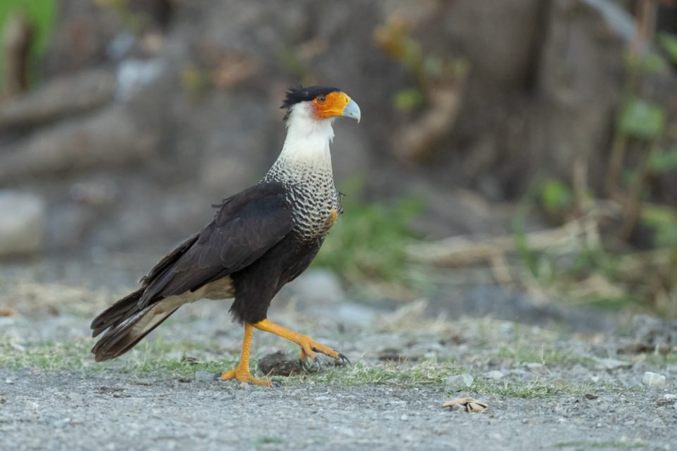 30Crested Caracara.jpg