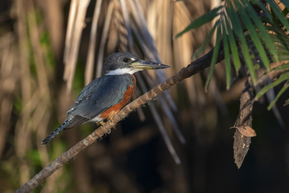 32Ringed Kingfisher.jpg 32Ringed Kingfisher.jpg