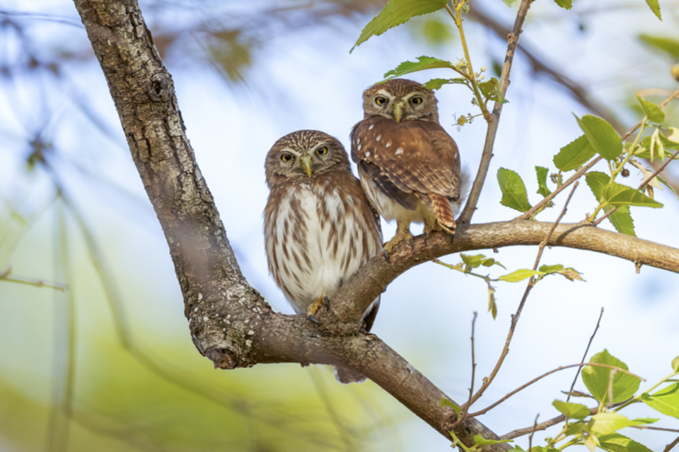 34Ferruginous Pygmy Owl.jpg 34Ferruginous Pygmy Owl.jpg