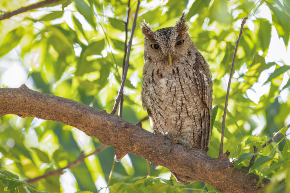 35Pacifik Screech-Owl.jpg 35Pacifik Screech-Owl.jpg